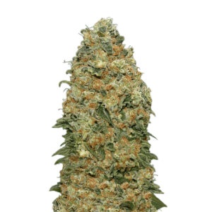 Super Skunk Feminisiert