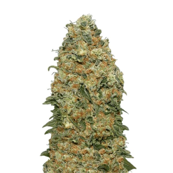 Super Skunk Feminisiert