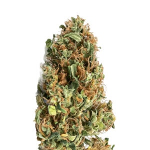 Tropical Punch Hanfblüte