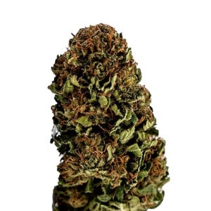 OG Kush CBD