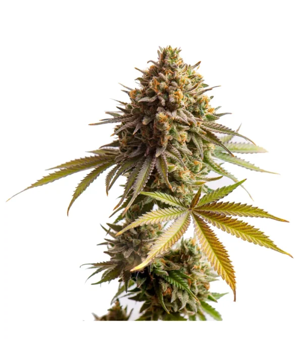 CBD Nepal Gold (Cannahanf)
