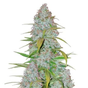 KALI’S MISTERY Feminisiert