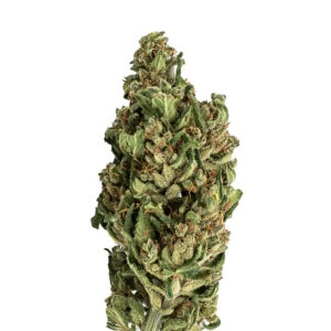 MS Skunk CBN