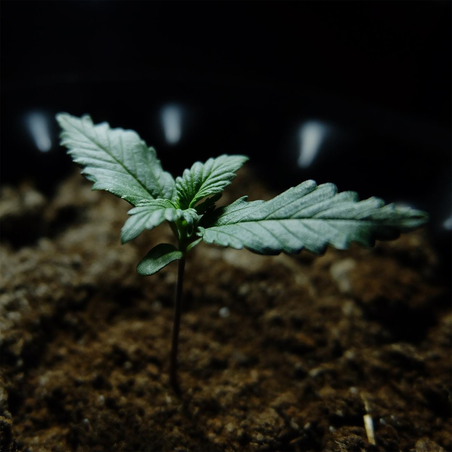 cannabis-anbau-online