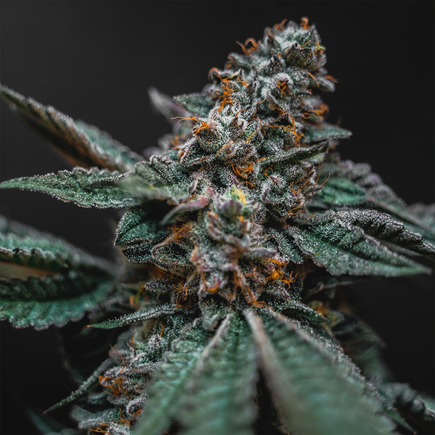 cannabis-blueten-online-kaufen